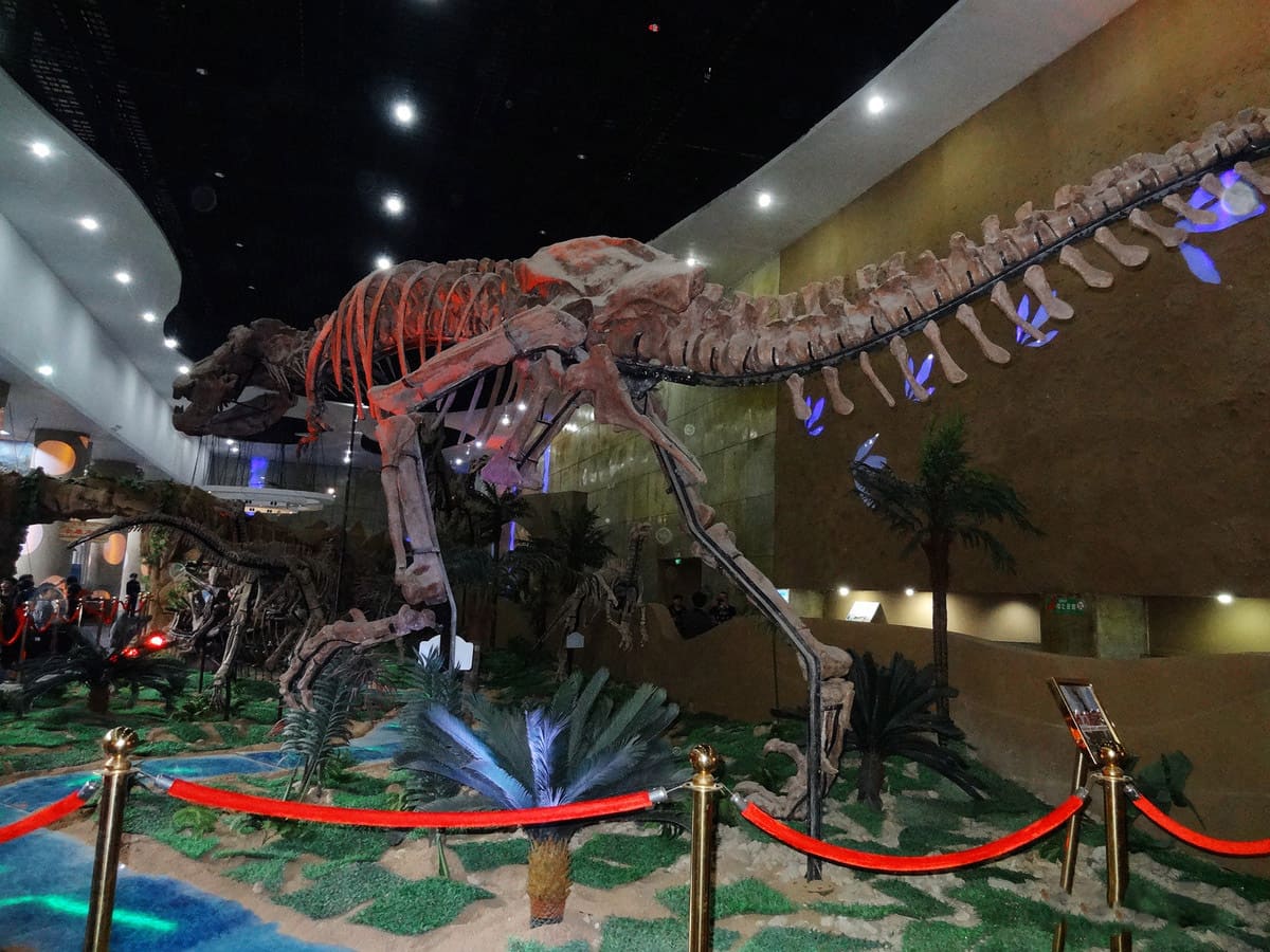 仿真恐龙骨架用于恐龙博物馆