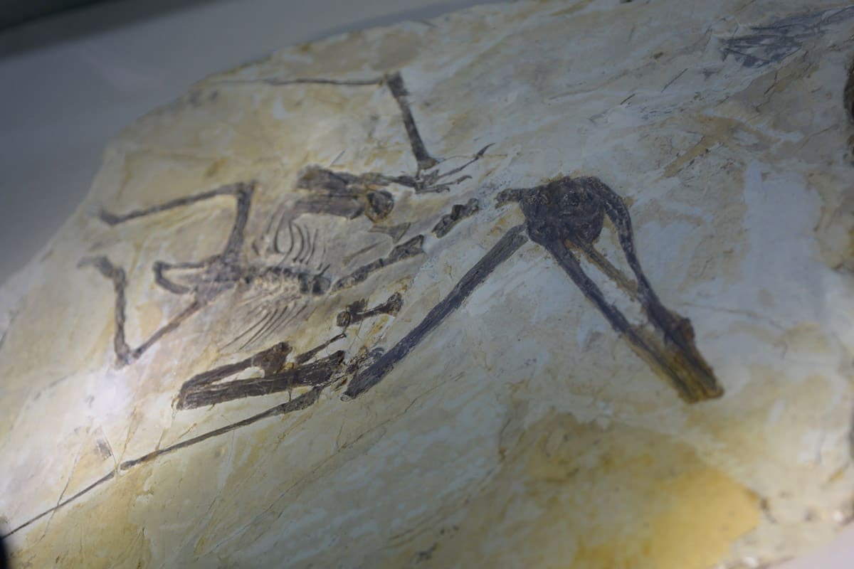 在博物馆中展出的仿真恐龙骨骼