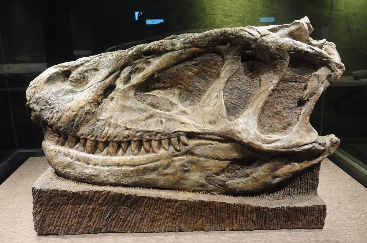 在博物馆中展出的仿真恐龙迅猛龙骨骼