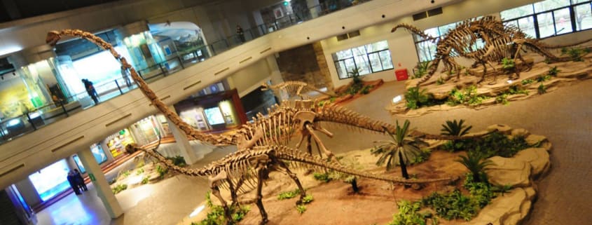 仿真恐龙骨架化石今天的重要性日益增加