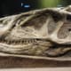 博物馆质量仿真恐龙骨骼化石展览