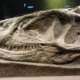 恐龙化石骨架展览的重要性