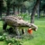非洲最原始的恐龙-莱索托龙