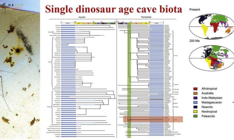 缅甸洞穴中发现了两种新的古代蟑螂