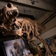 古生物学家报告世界上最大的霸王龙