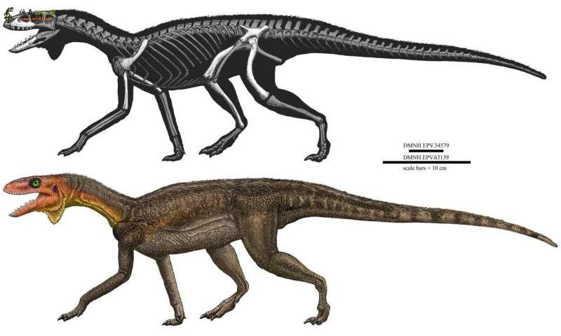 研究团队记录了恐龙亲属的新发现