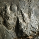 恐龙足迹在福奇谷公园给人留下深刻的印象
