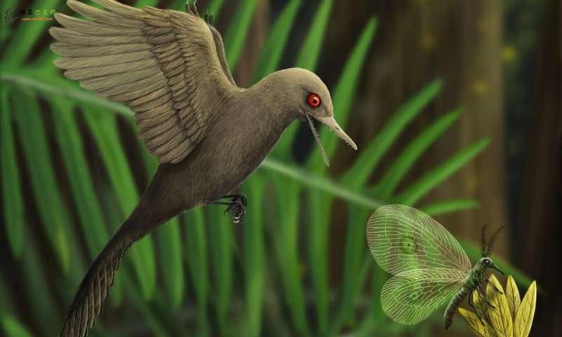 发现最小的中生代恐龙揭示了鸟类进化中的新物种
