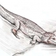 在新墨西哥发现的史前鳄鱼化石