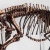 在韩国发现的保存完好的恐龙皮