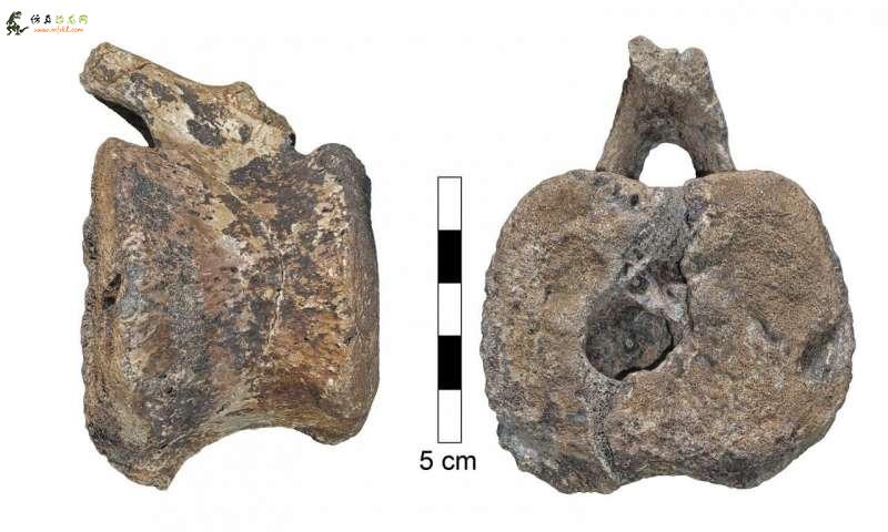 直到今天恐龙尾巴化石中发现的疾病仍困扰着人类