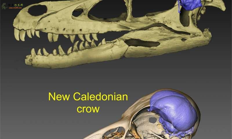 研究人员追溯了从霸王龙到现代乌鸦的大脑进化史