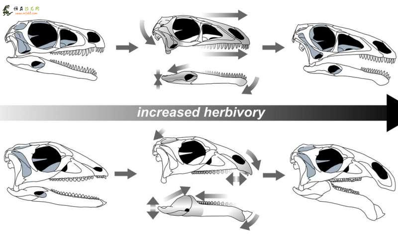 不相干的食草恐龙演化出钝齿，长头骨，特殊咬合