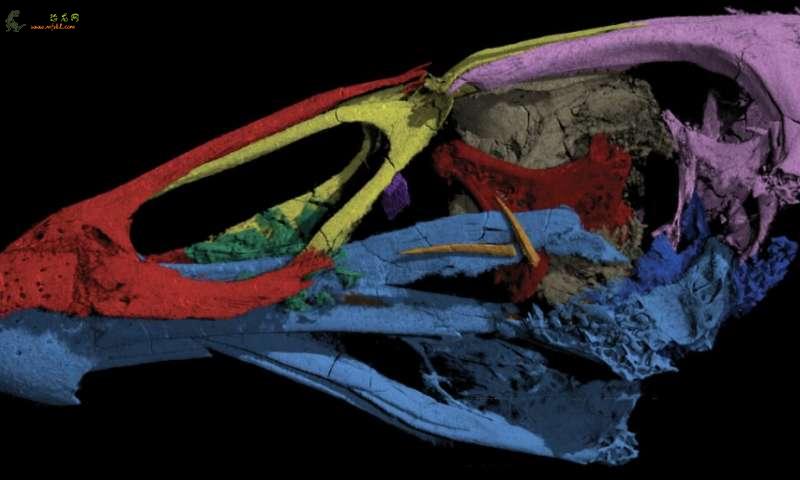 恐龙时代的“神奇鸡”化石揭示了现代鸟类的起源