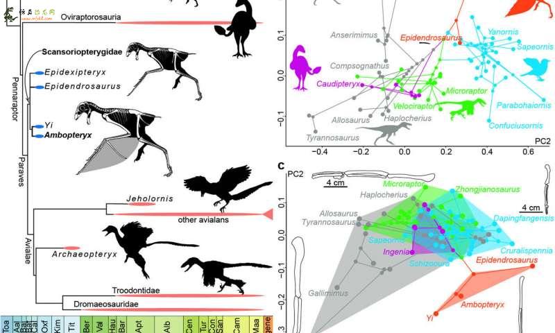 新侏罗纪非禽类兽脚亚目恐龙揭示了恐龙的飞行起源