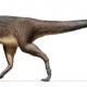 在澳大利亚发现有羽毛的极地恐龙的第一个证据