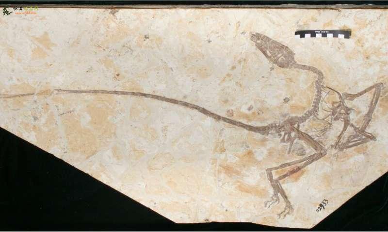 中国发现的新恐龙表明恐龙的成长与鸟类不同