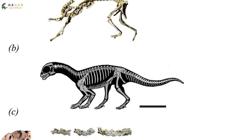证据恐龙幼年时四肢行走成年后转为双足动物