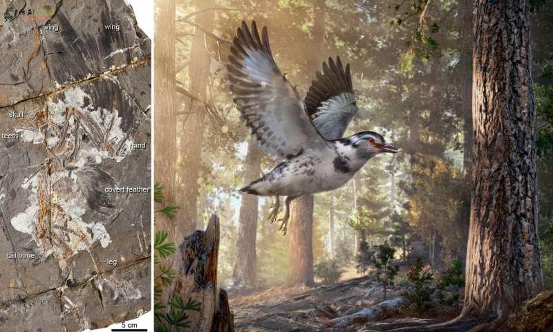 中国白垩纪化石突显鸟类进化