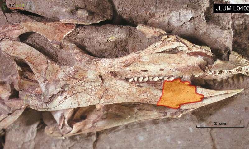 新研究揭示了早期恐龙和哺乳动物牙齿进化的秘密