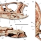 巴西出土的三个古代骨骼，是巨型恐龙的祖先
