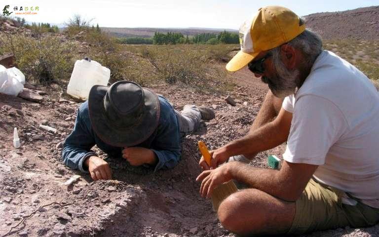 古生物学家在阿根廷发现新的蜥脚类动物