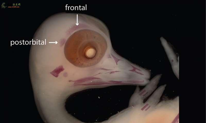头骨的胚胎学研究揭示了恐龙与鸟类的联系
