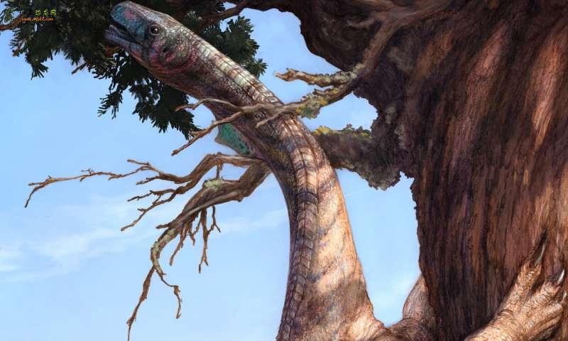 最新的化石可以帮助揭示为什么某些恐龙变得如此大