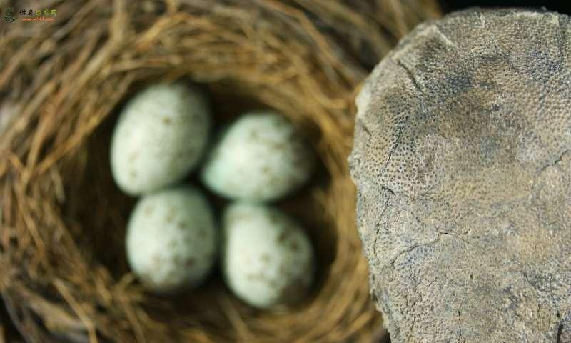 进化论上，恐龙将所有有色鸟蛋都放在一个篮子里