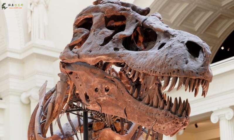 有关恐龙灭绝后哺乳动物快速进化的新线索