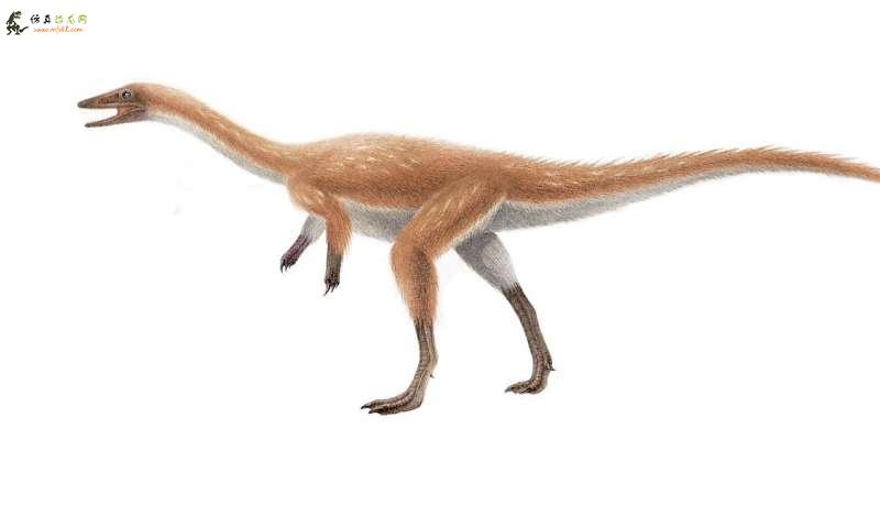 罕见的化石为研究人员提供了鸟类恐龙进化的见识