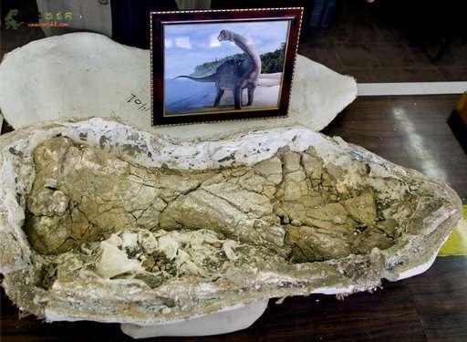 埃及罕见的恐龙发现可能预示着更多发现