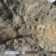 新埃及恐龙揭示了非洲与欧洲之间的古老联系