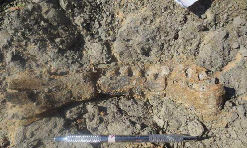 新埃及恐龙揭示了非洲与欧洲之间的古老联系