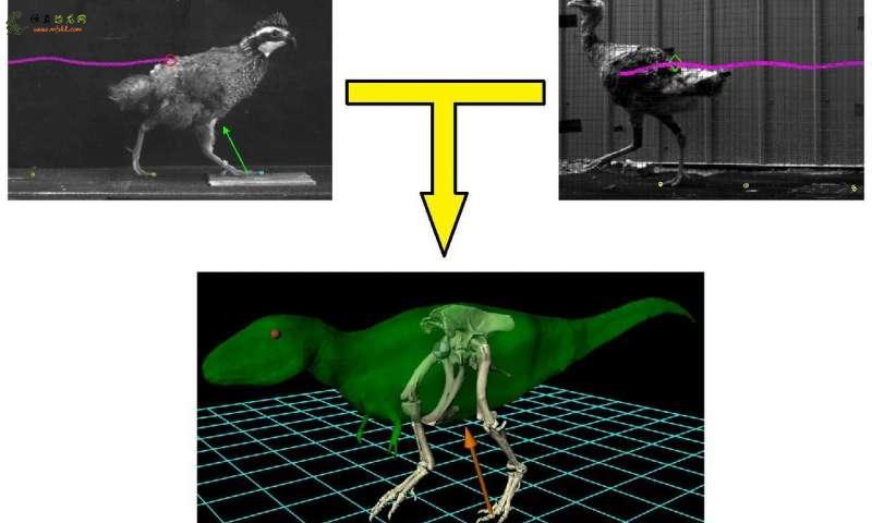 双足恐龙的运动可能是由地面飞鸟预测的