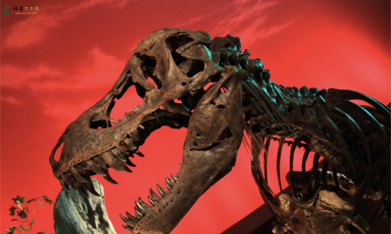 霸王龙骨的胶原蛋白证明侏罗纪公园将不存在