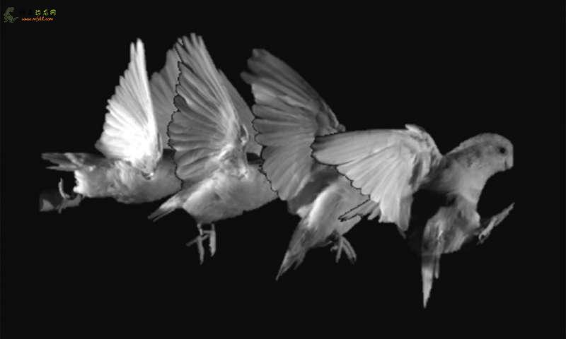 对鹦鹉跳跃的研究为恐龙可能发展飞行提供了线索