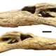 新研究证实了狄氏鳄的威力及其“香蕉大小的牙齿”