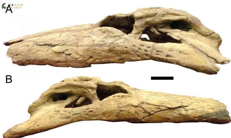 新研究证实了狄氏鳄的威力及其“香蕉大小的牙齿”