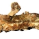 在法国出土的化石被确定为横纹齿动物的新素食成员