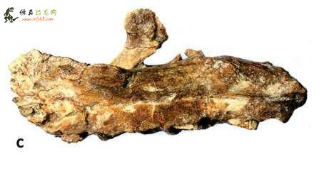 在法国出土的化石被确定为横纹齿动物的新素食成员
