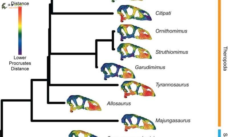 恐龙灭绝后鸟类颅骨进化减慢
