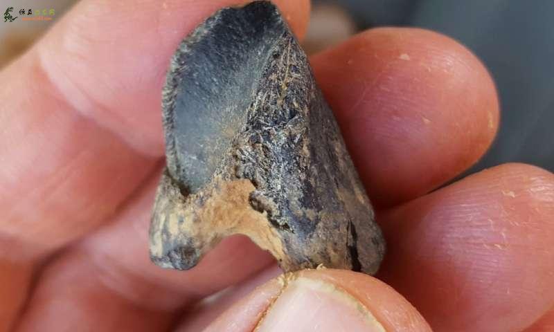 罕见的牙齿发现揭示了北美东部有角的恐龙