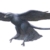 最新研究恐龙可能如何演变成鸟类