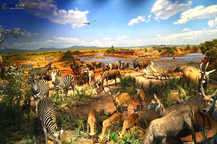 博物馆动物主题生境景观设计草原上的藏羚羊