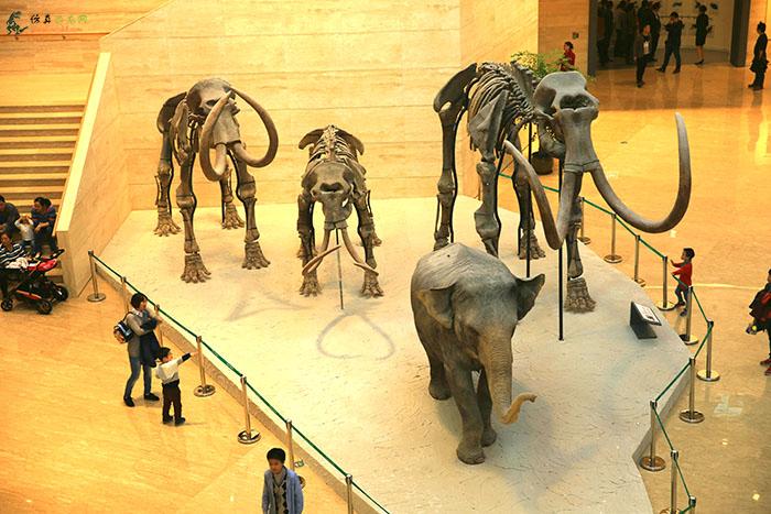 博物馆高级艺术展品的仿真动物及化石骨架
