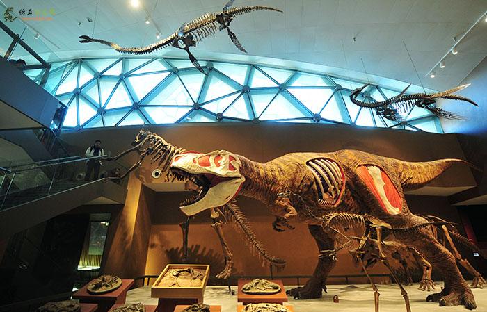 自然博物馆里仿真恐龙骨架的魅力