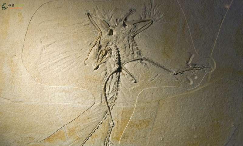 古生物学者更多地了解带有虚拟现实的恐龙