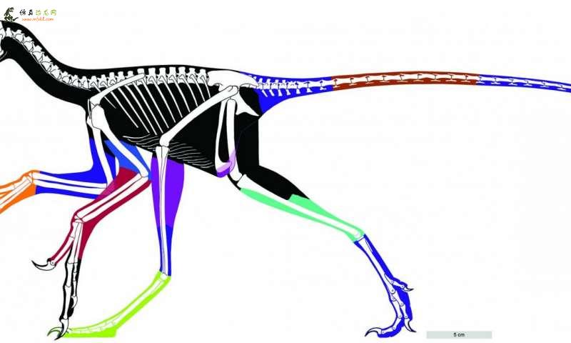 用激光充实了恐龙鸟的轮廓做研究