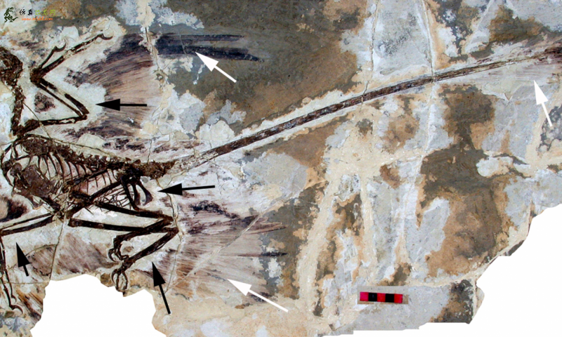 古生物学家认为恐龙的飞行路径不像想象的那么直